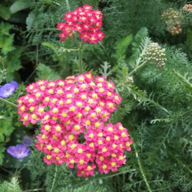 Yarrow 'Paprika'