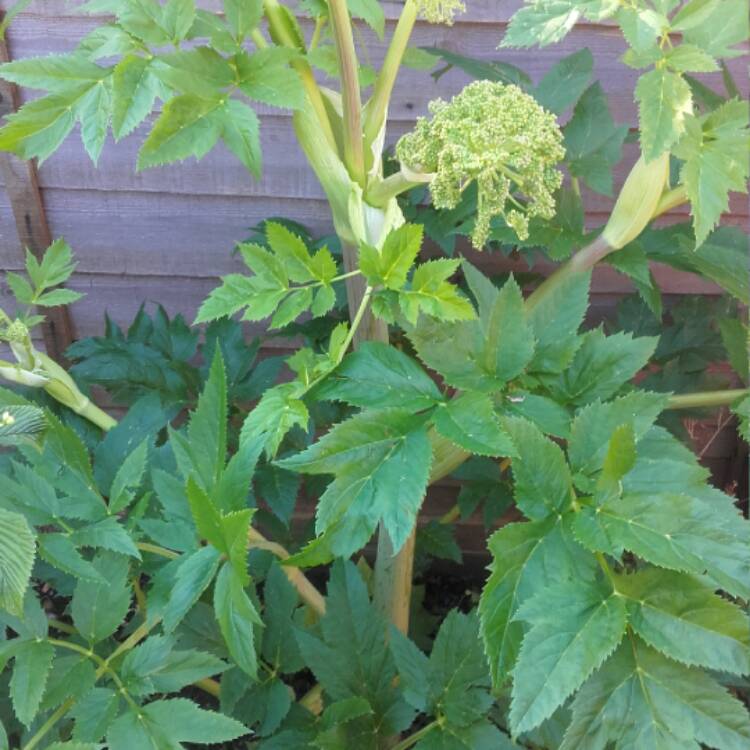 Plant image Angelica Gigas