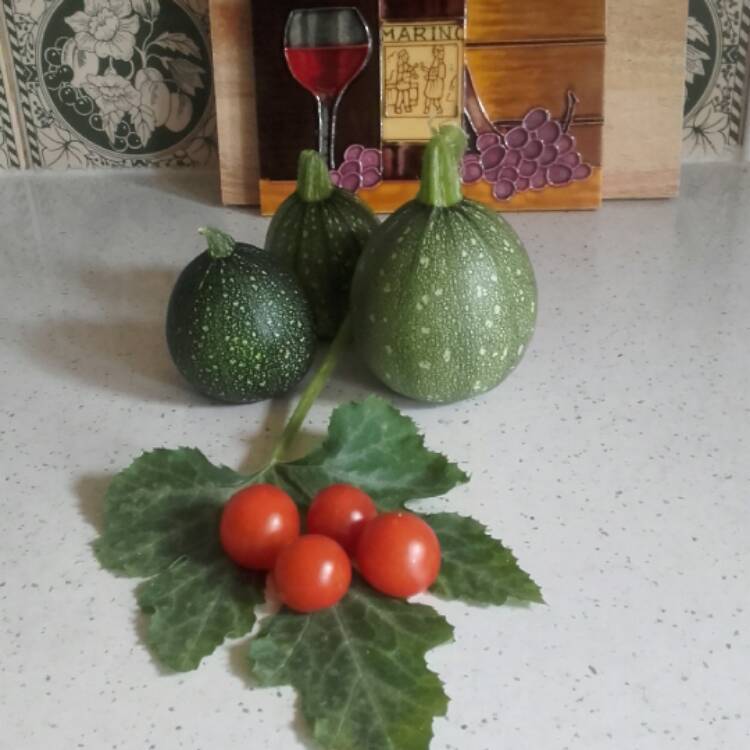 Plant image Cucurbita Pepo var. Cylindrica 'Summer Ball'