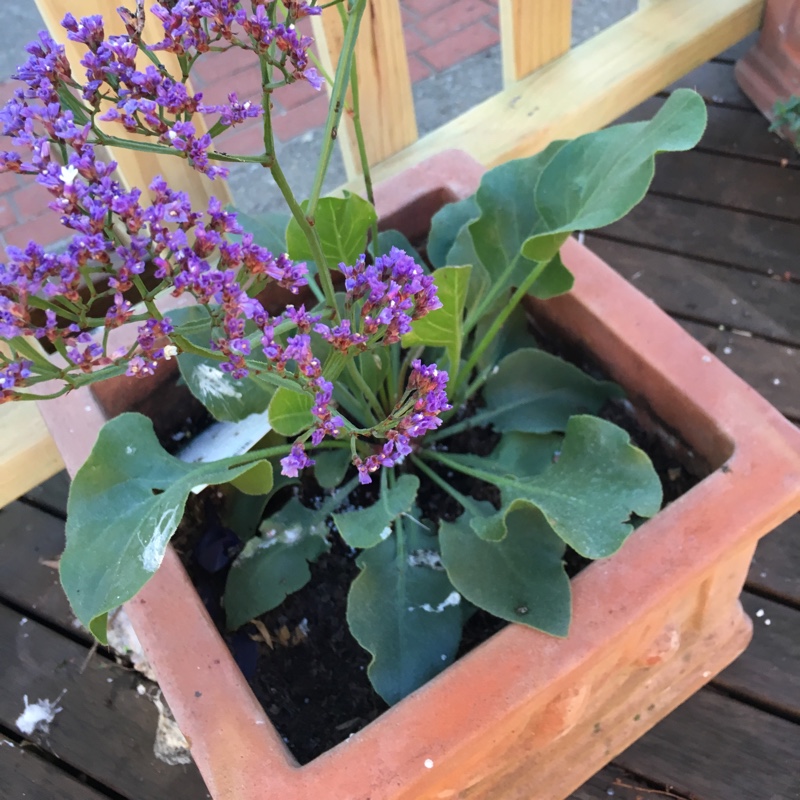 Plant image Limonium platyphyllum syn Limonium Latifolium