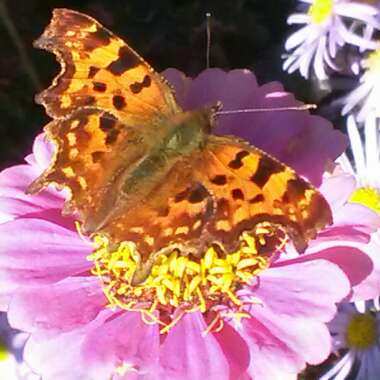 Zinnia 'Hot Mix'