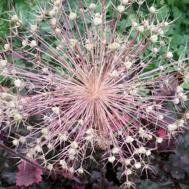 Allium (Species) Star of Persia