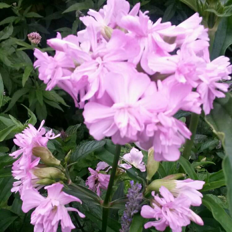 Plant image Saponaria ocymoides syn. Silene ocymoides