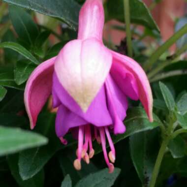 Fuchsia 'Tom Thumb'