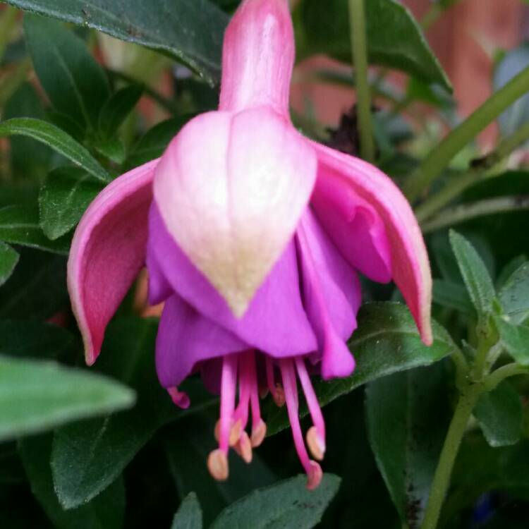 Plant image Fuchsia 'Tom Thumb'