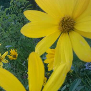 Coneflower (Rudbeckia)