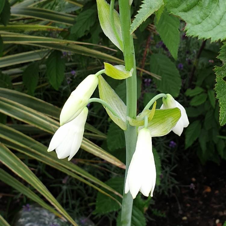 Plant image Galtonia candicans