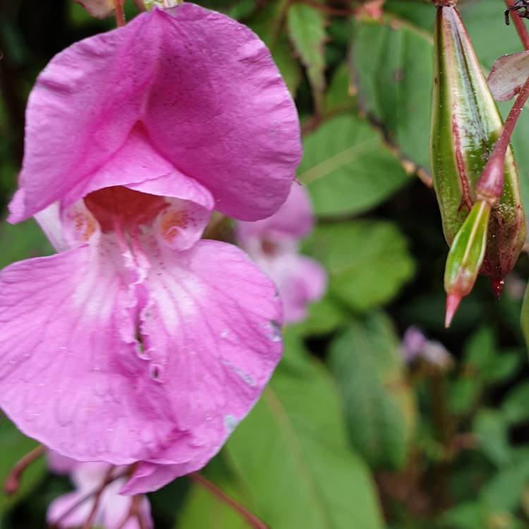 Plant image Impatiens glandulifera