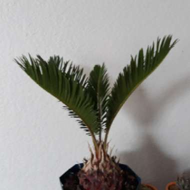 Sago Palm