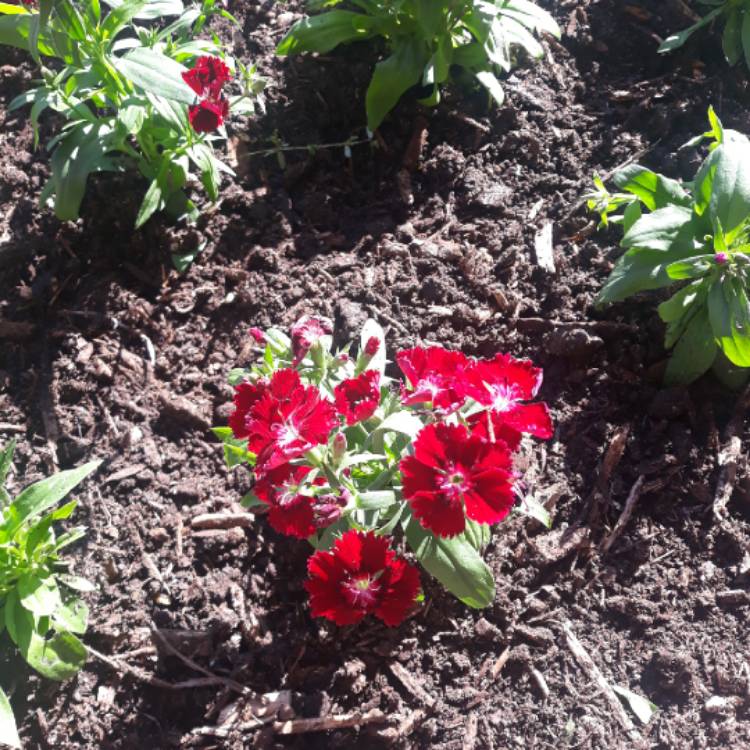 Plant image Dianthus chinensis 'White Fire'