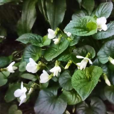 Viola odorata 'White Czar'