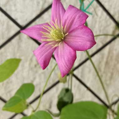 Clematis 'Ville De Lyon'