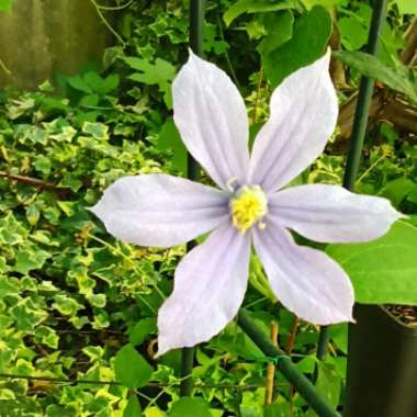 Clematis 'Arabella' (Integrifolia Group)