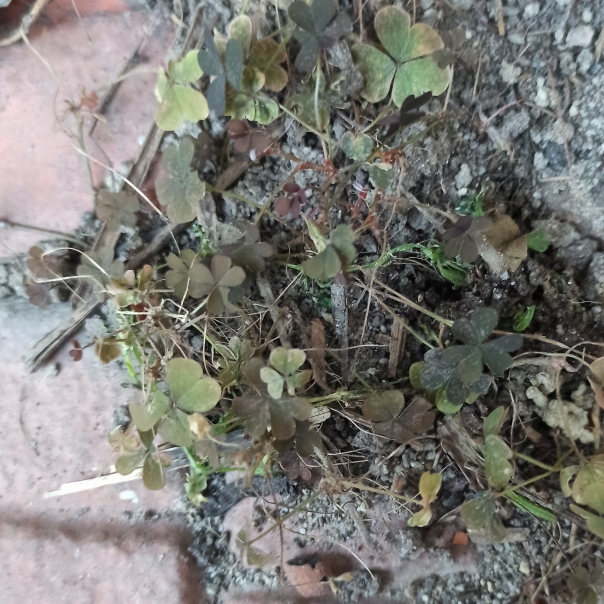 Plant image Oxalis corniculata