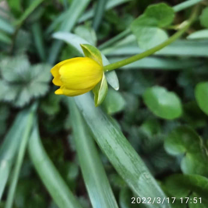 Plant image Dichondra repens