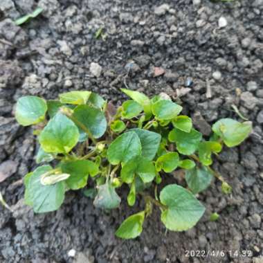 Viola odorata 'White Czar'