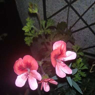 Pelargonium 'Royal Oak'