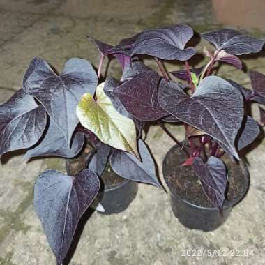 Ipomoea batatas 'Black Tone'