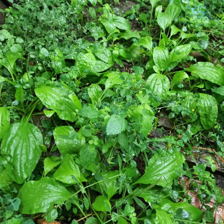 Plant image Plantago major