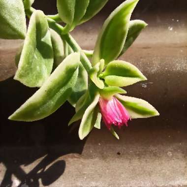 Aptenia cordifolia variegata 'Crystal'
