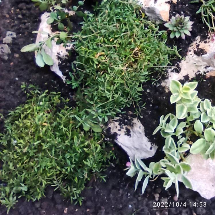 Plant image Dianthus deltoides 'Flashing Lights'