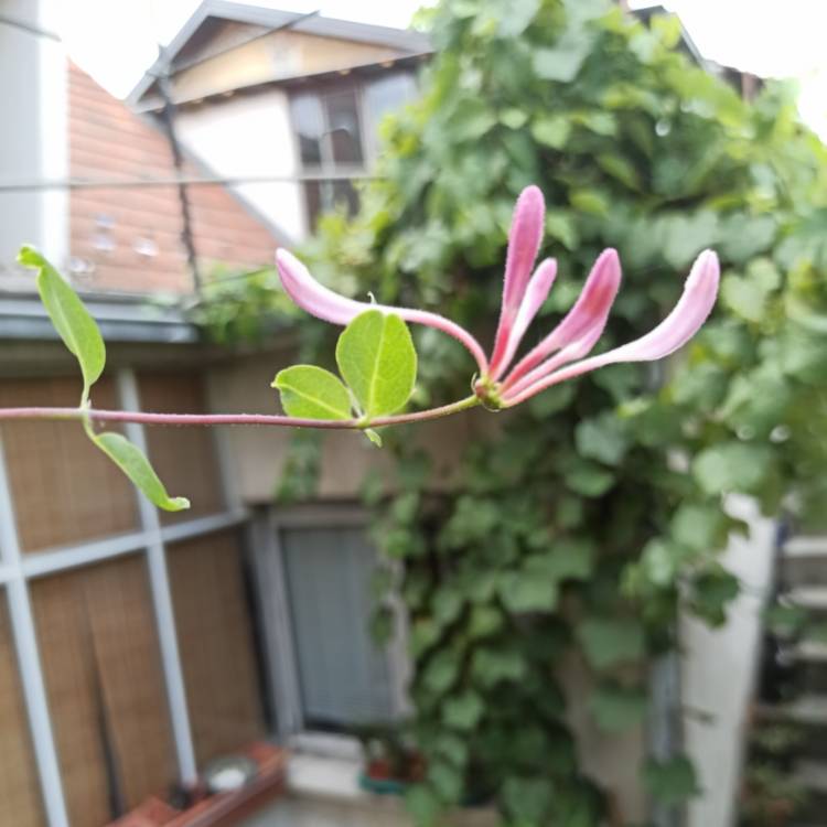 Plant image Lonicera henryi