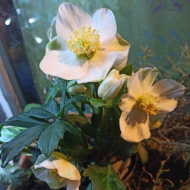 Helleborus niger