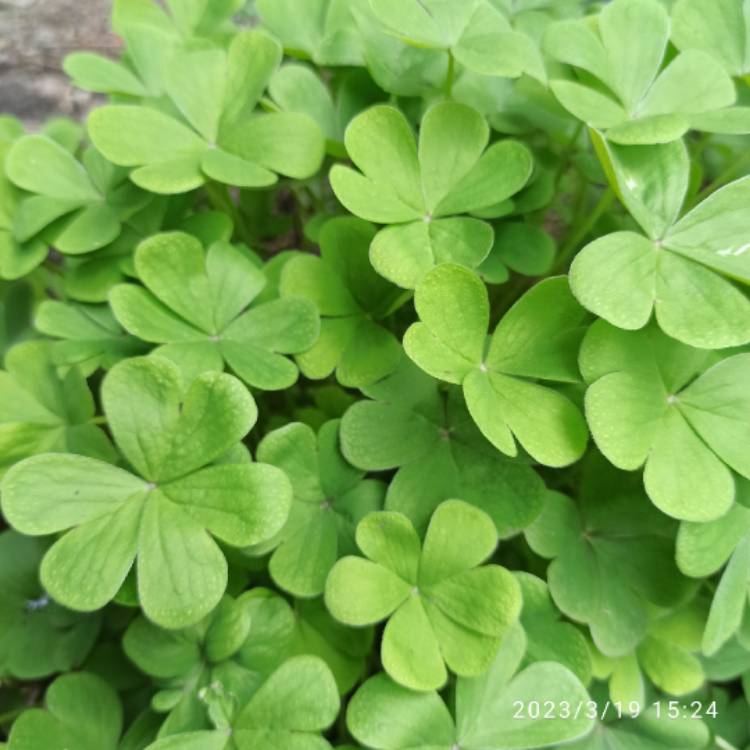 Plant image Oxalis acetosella var. rosea