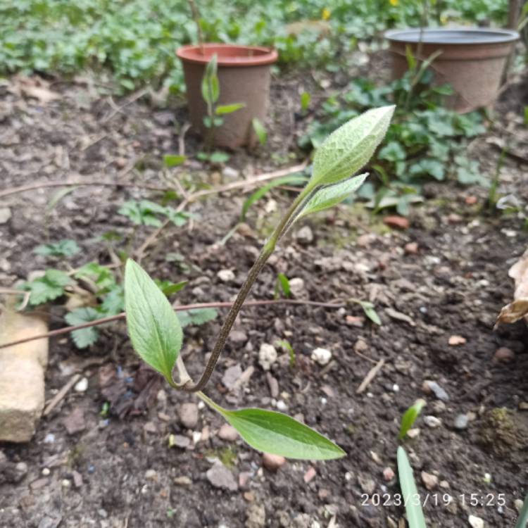 Plant image Clematis viticella