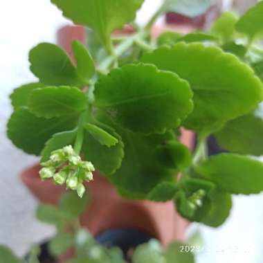 Kalanchoe