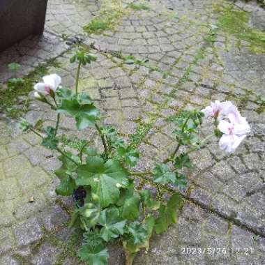 Pelargonium