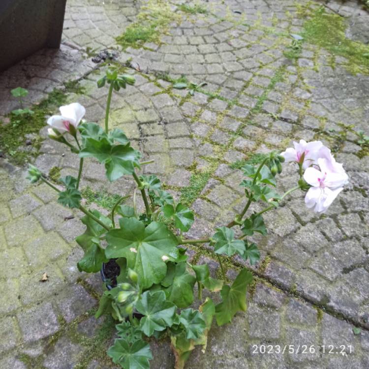 plant image 1667402