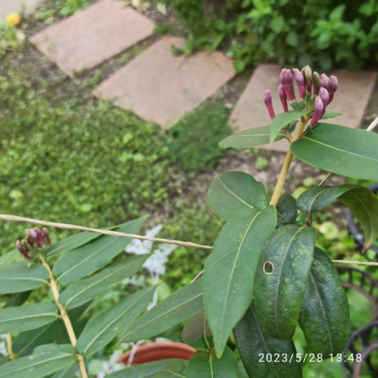 plant image 1668012