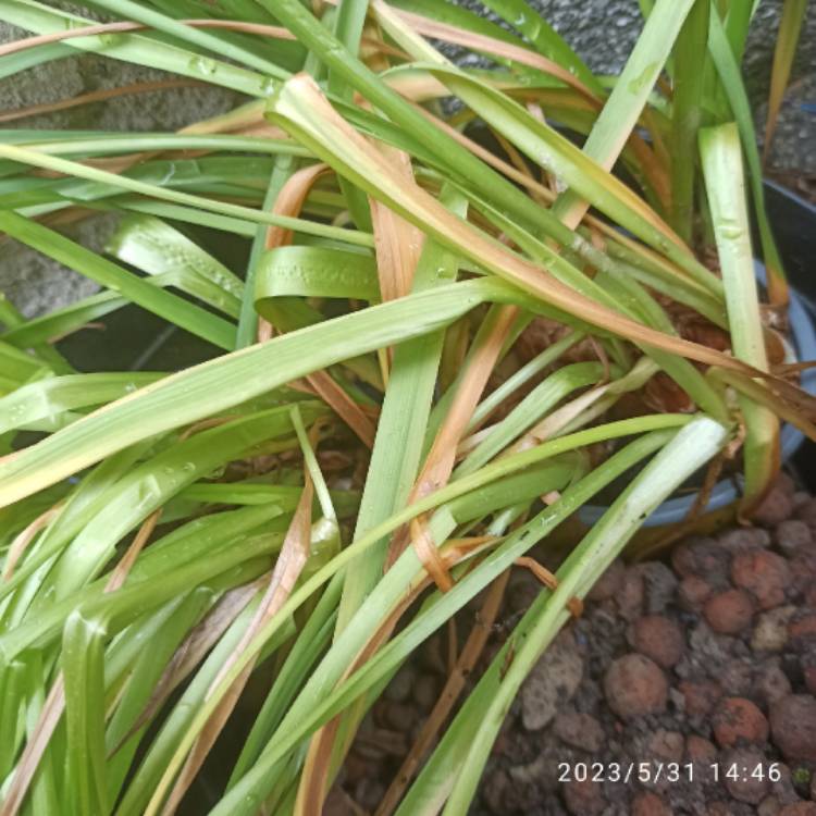 plant image 1668606