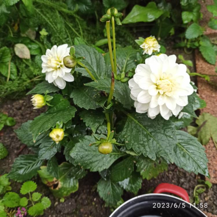 Plant image Dahlia 'White Onesta'