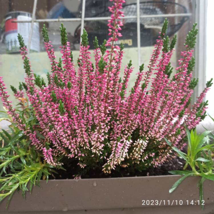 plant image 1693378