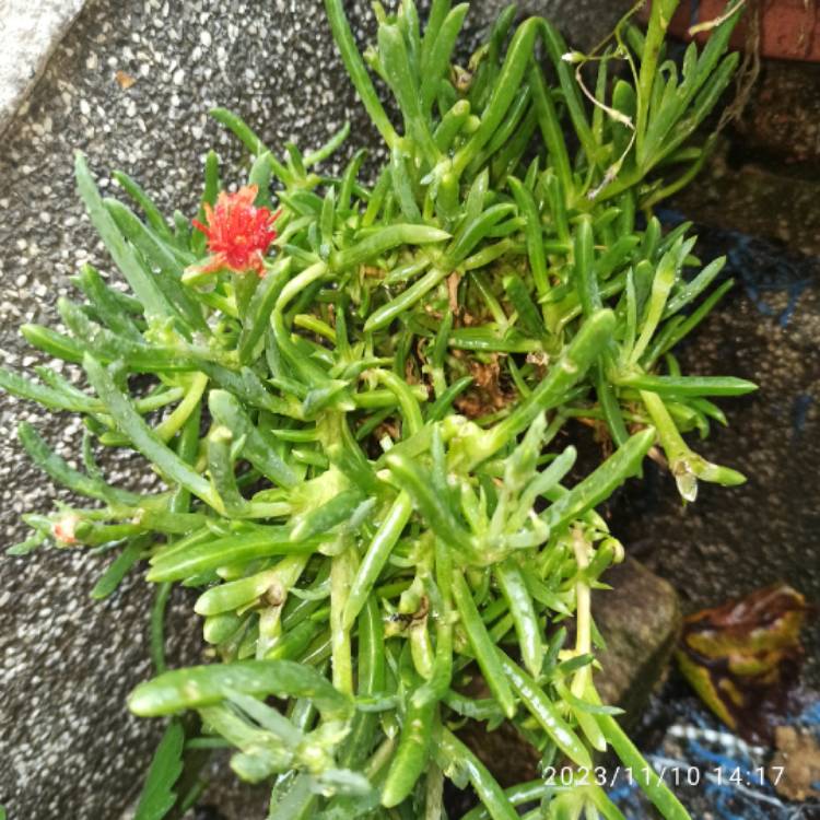 Plant image Mesembryanthemum spectabile syn. Lampranthus spectabilis 'Orange'