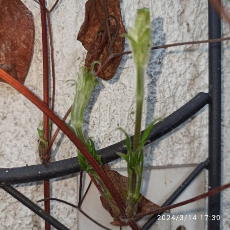 plant image 1701823