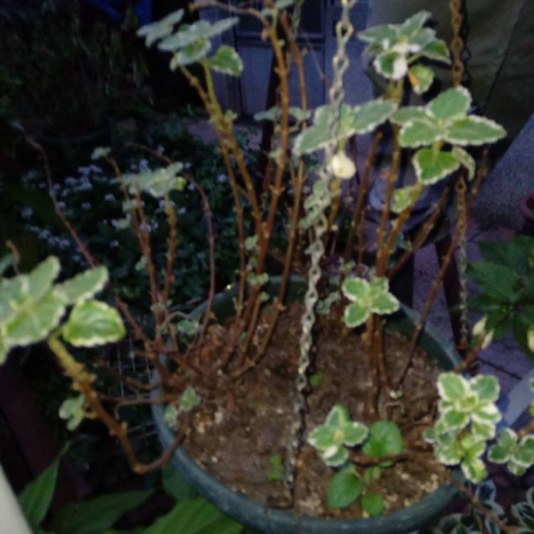 Plant image Plectranthus Coleoides