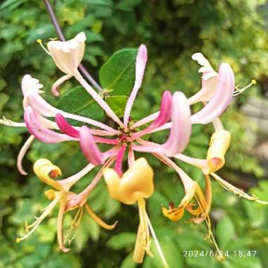 European Honeysuckle