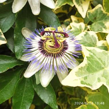 Blue Passion Flower