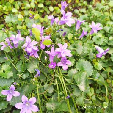 Carpathian Bellflower 'Carpatica Blue'