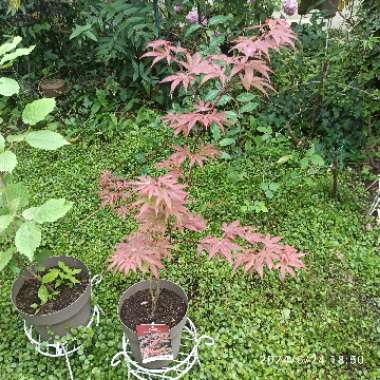 Japanese Maple 'Atropurpureum'