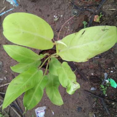 Philodendron 'Lemon Lime'