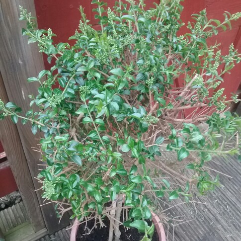 Ligustrum ovalifolium