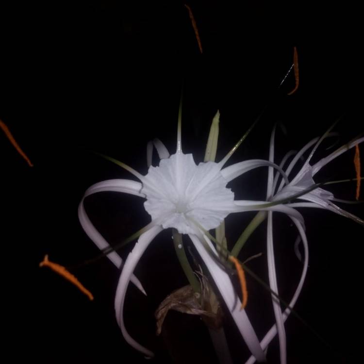 Plant image Lycoris Incarnata