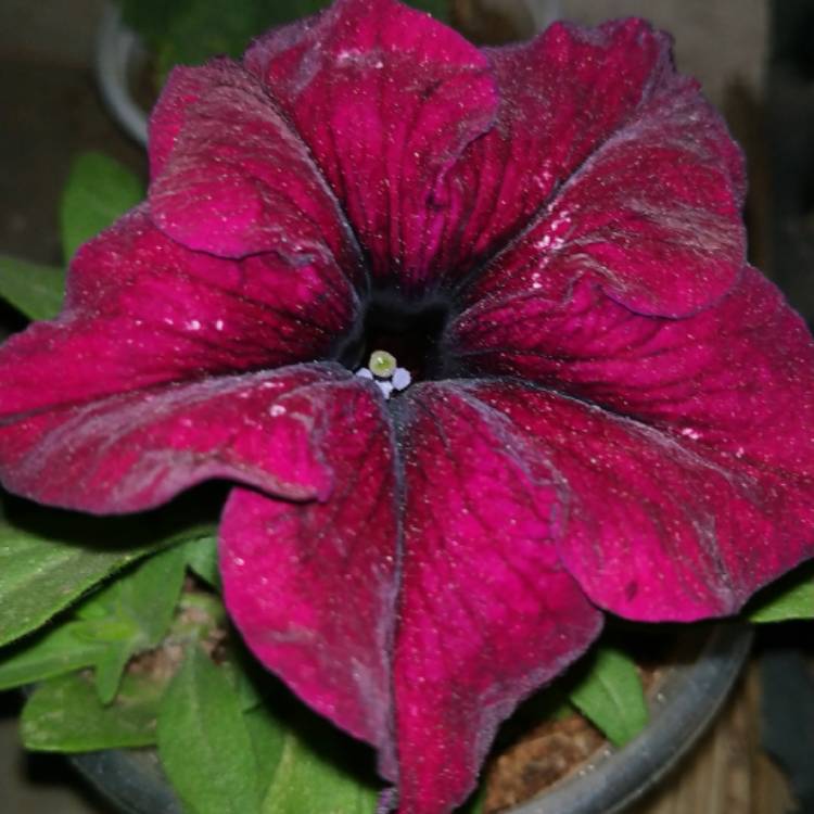 Plant image Petunia 'Burgundy'