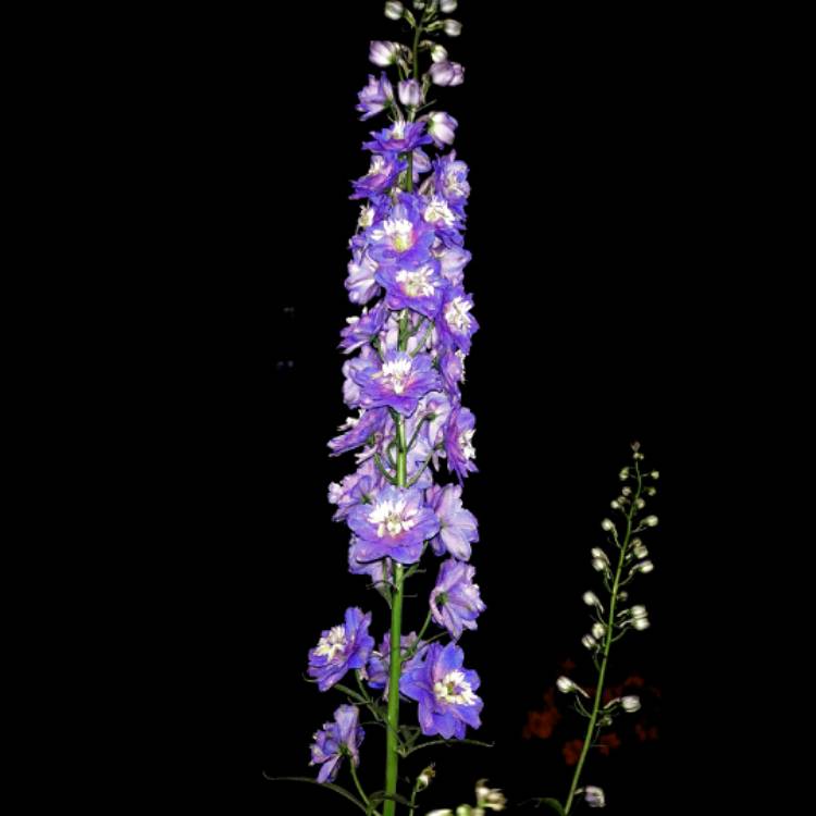 Plant image Delphinium 'Blue Bird' (Pacific Hybrid)