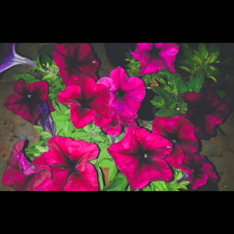 Plant image Petunia 'Burgundy'