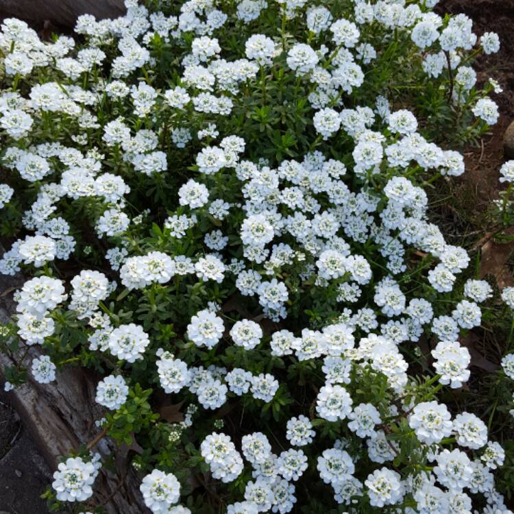 Plant image Iberis gibraltarica 'Lavish'